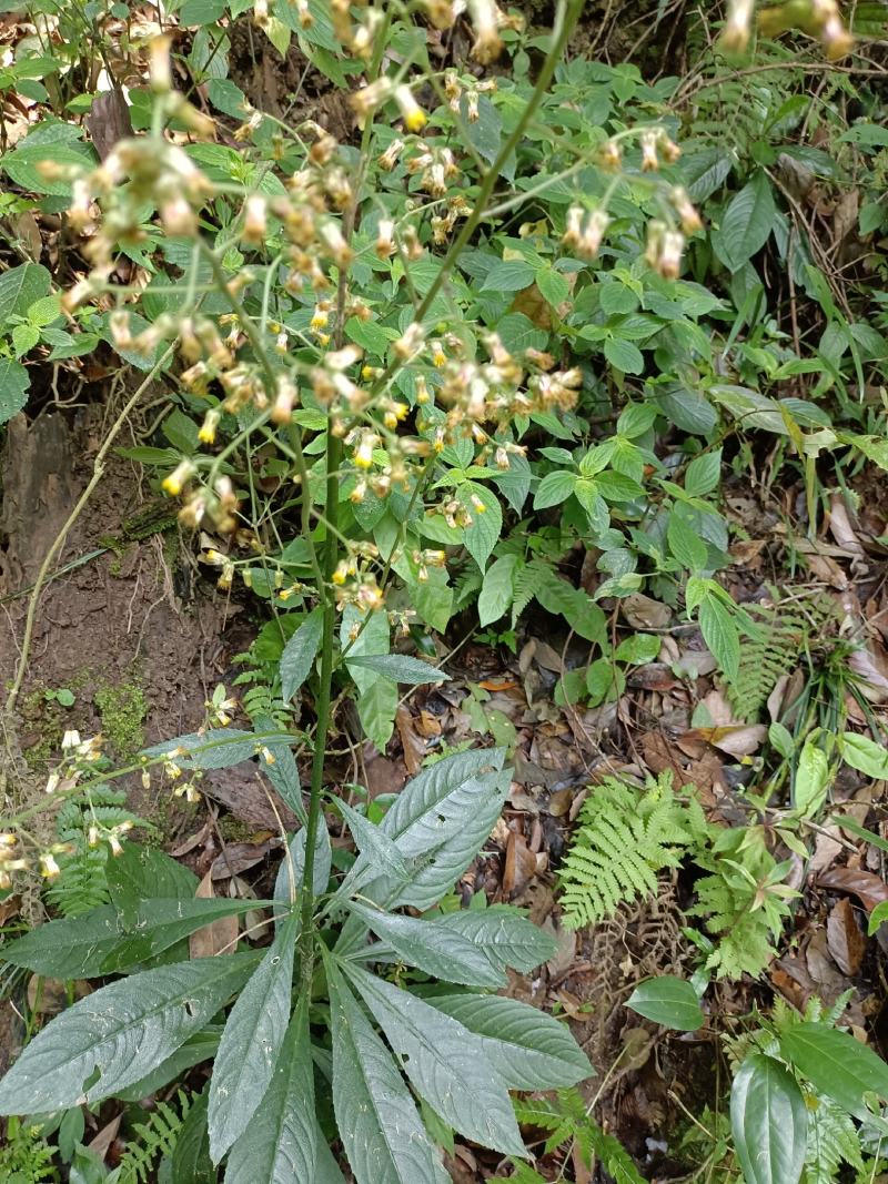 野生千头艾纳香全草入药
