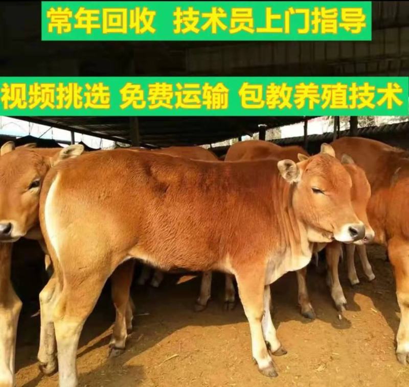 [热销]3个月五元杂交小牛，肉牛犊，买十送一，补贴500