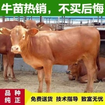 [热销]3个月五元杂交小牛，肉牛犊，买十送一，补贴500