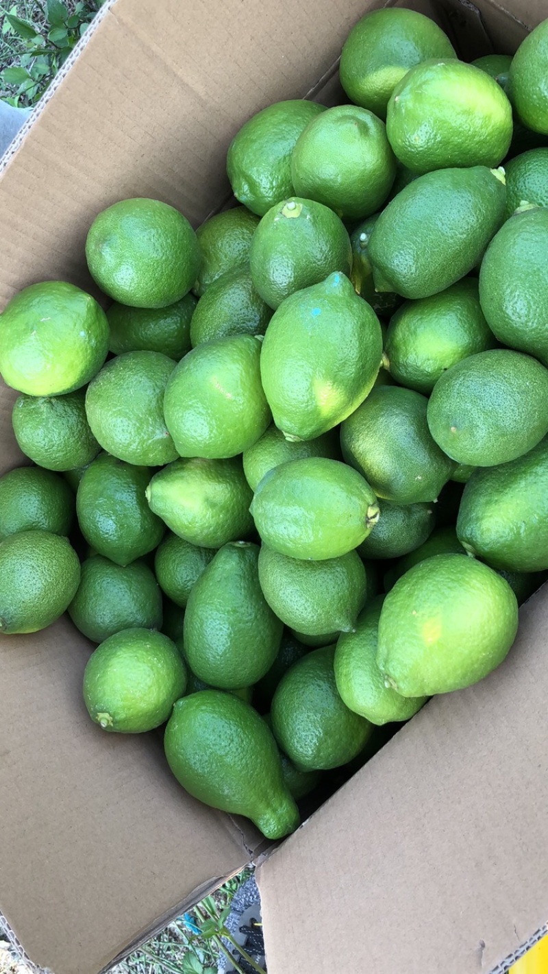 各种尤力克青皮尤力克黄皮尤力克