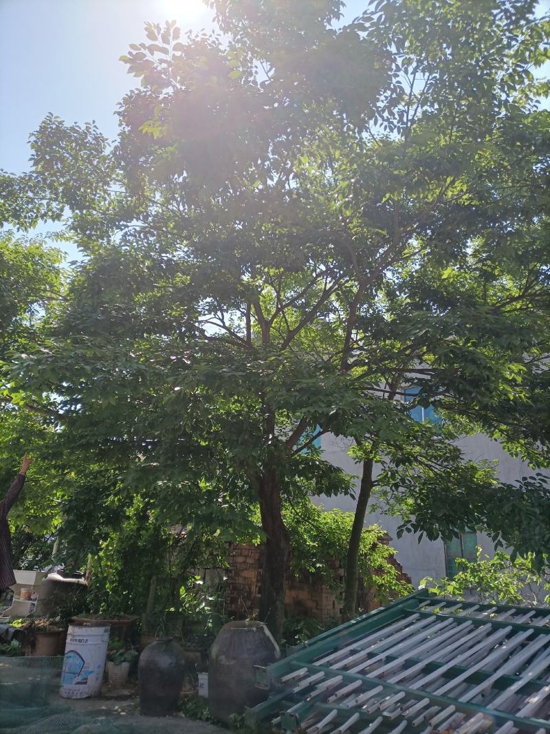 天然野生沙朴树15～30公分