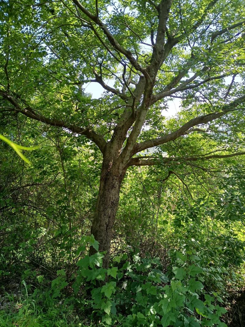 天然野生沙朴树15～30公分