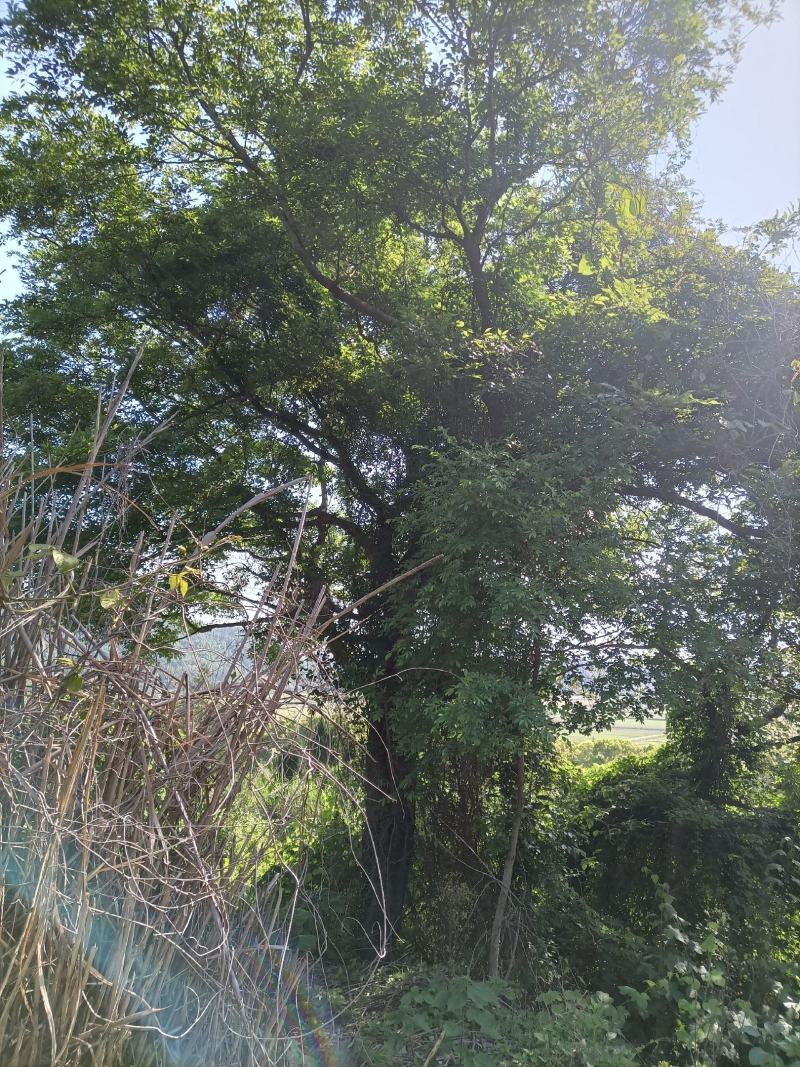 天然野生沙朴树15～30公分
