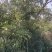 天然野生沙朴树15～30公分