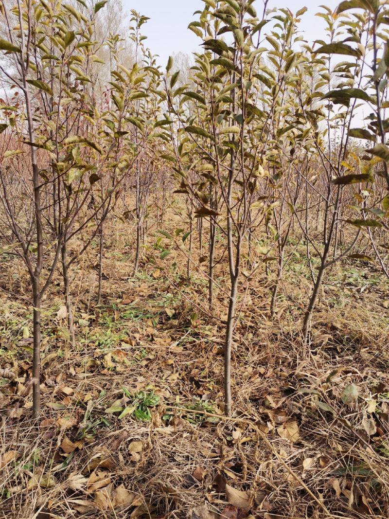 四平市苹果树苗挚友苗木鸡心果树苗正在火热销中