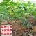 核桃树苗美国碧根果树苗嫁接苗核桃苗长寿果南方北方种植当年