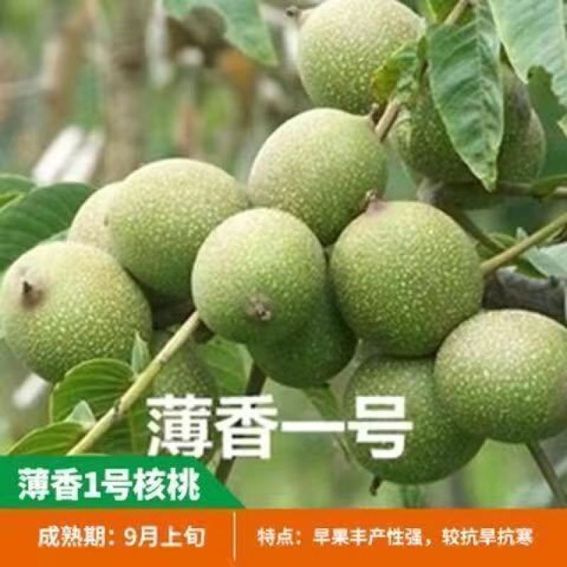 核桃树苗美国碧根果树苗嫁接苗核桃苗长寿果南方北方种植当年
