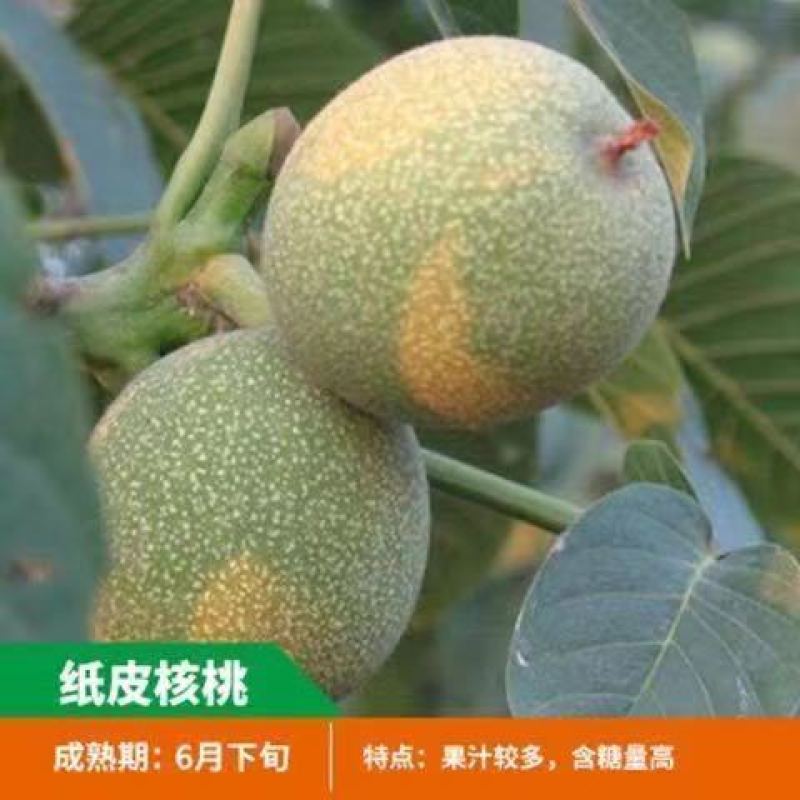 核桃树苗美国碧根果树苗嫁接苗核桃苗长寿果南方北方种植当年
