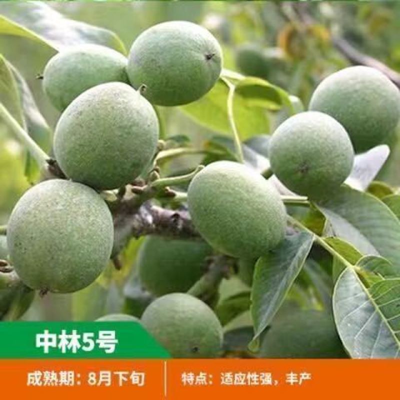 核桃树苗美国碧根果树苗嫁接苗核桃苗长寿果南方北方种植当年