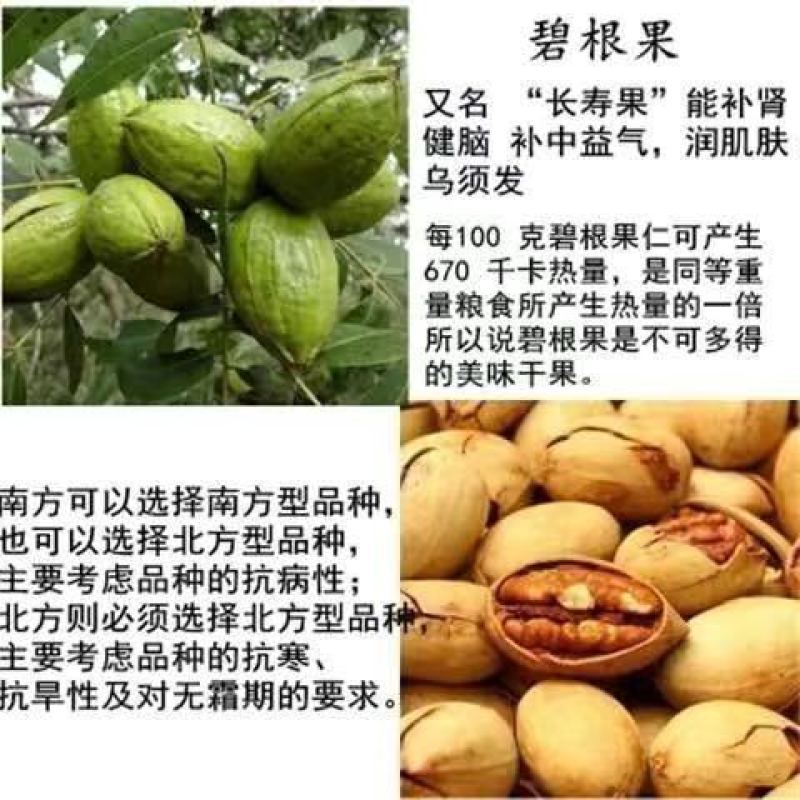 核桃树苗美国碧根果树苗嫁接苗核桃苗长寿果南方北方种植当年