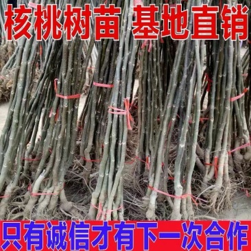 核桃树苗美国碧根果树苗嫁接苗核桃苗长寿果南方北方种植当年