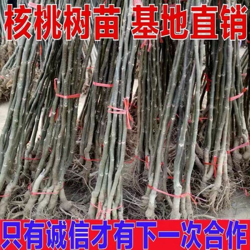 核桃树苗美国碧根果树苗嫁接苗核桃苗长寿果南方北方种植当年