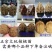 核桃树苗美国碧根果树苗嫁接苗核桃苗长寿果南方北方种植当年