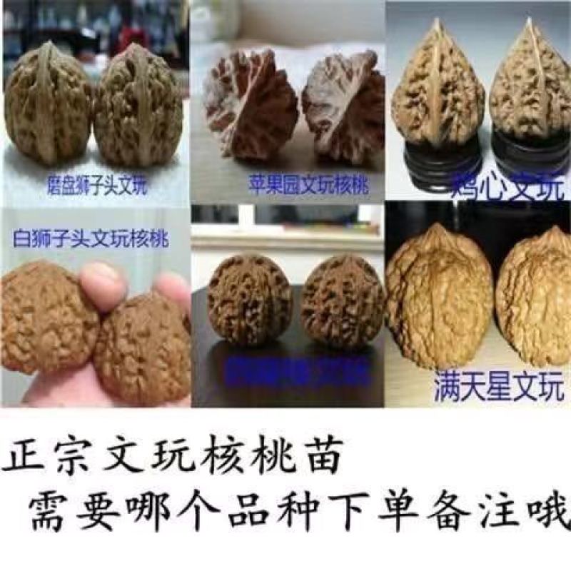 核桃树苗美国碧根果树苗嫁接苗核桃苗长寿果南方北方种植当年