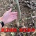核桃树苗美国碧根果树苗嫁接苗核桃苗长寿果南方北方种植当年