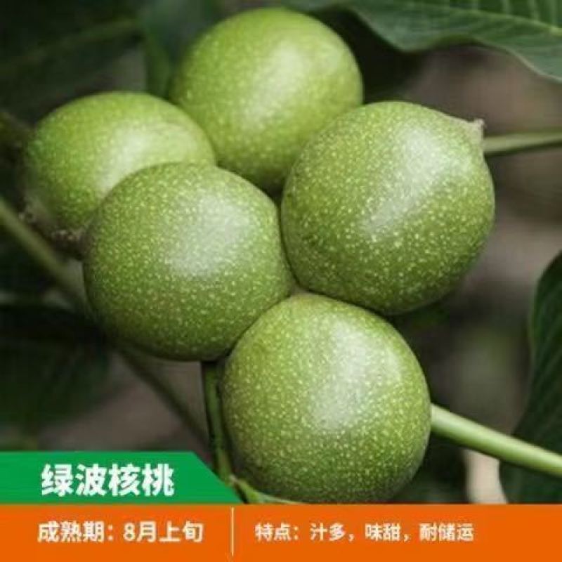 核桃树苗美国碧根果树苗嫁接苗核桃苗长寿果南方北方种植当年