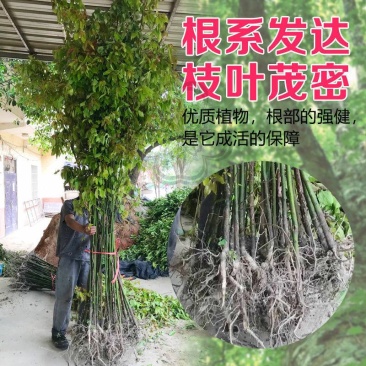 香樟树苗大小叶香樟庭院驱蚊南北方种植四季常青大型工程绿化