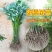 香樟树苗大小叶香樟庭院驱蚊南北方种植四季常青大型工程绿化