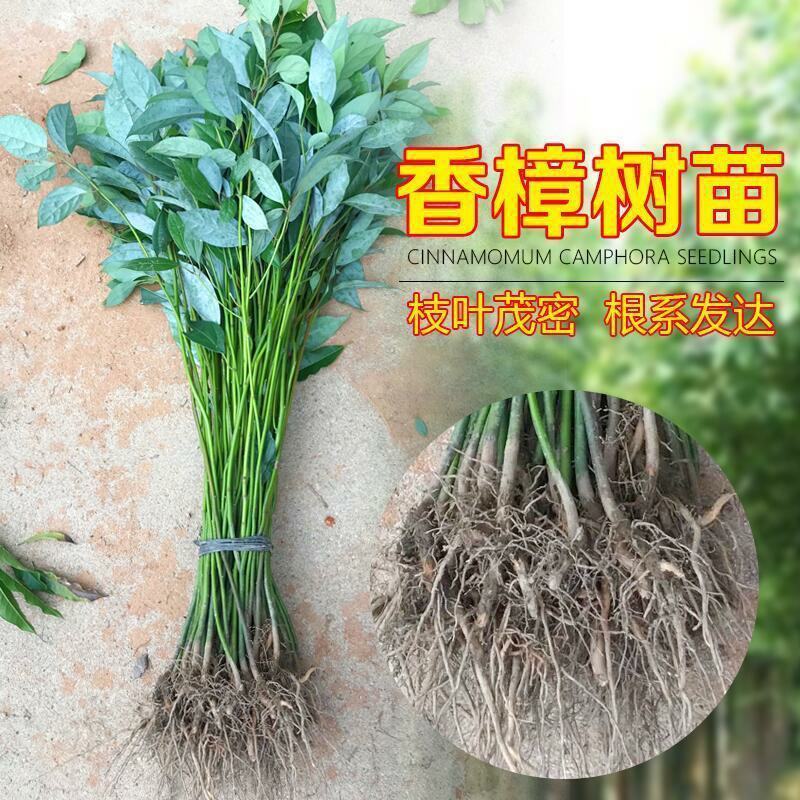 香樟树苗大小叶香樟庭院驱蚊南北方种植四季常青大型工程绿化