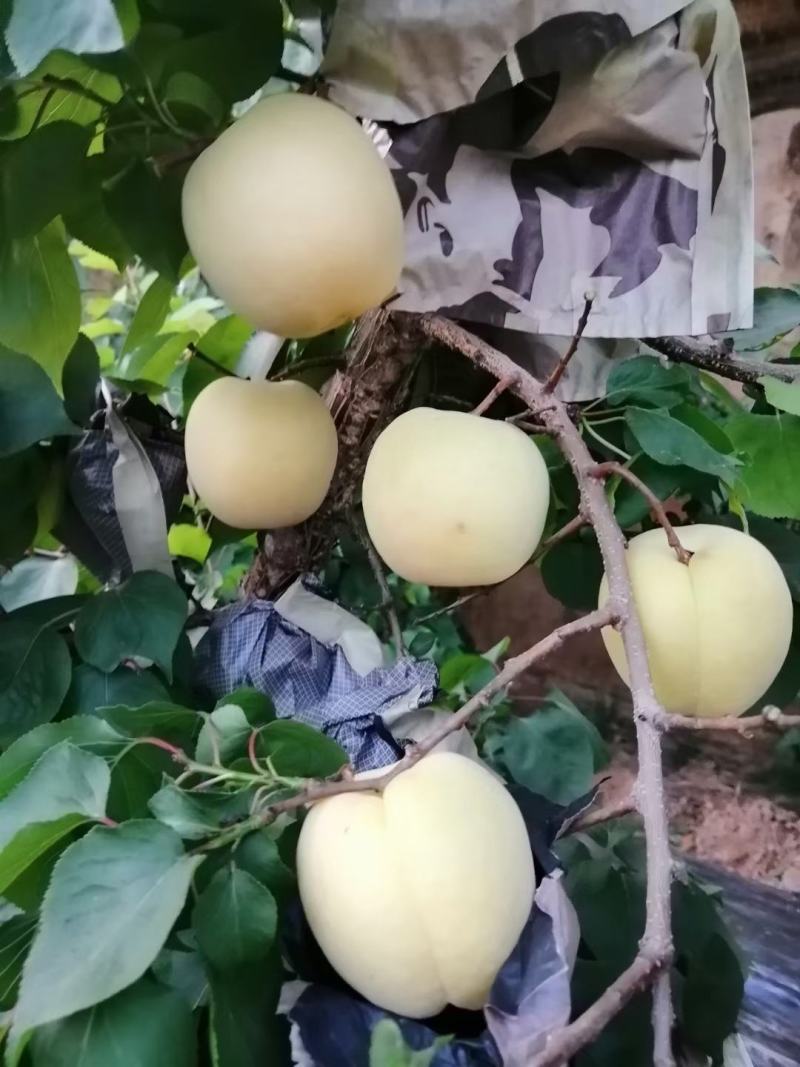 大棚金太阳杏大量上市中！