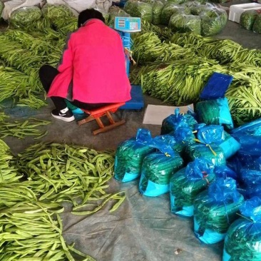 绿扁豆，一二三级，东北货