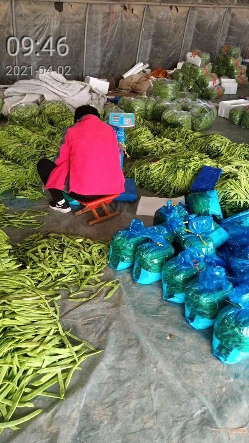绿扁豆，一二三级，东北货