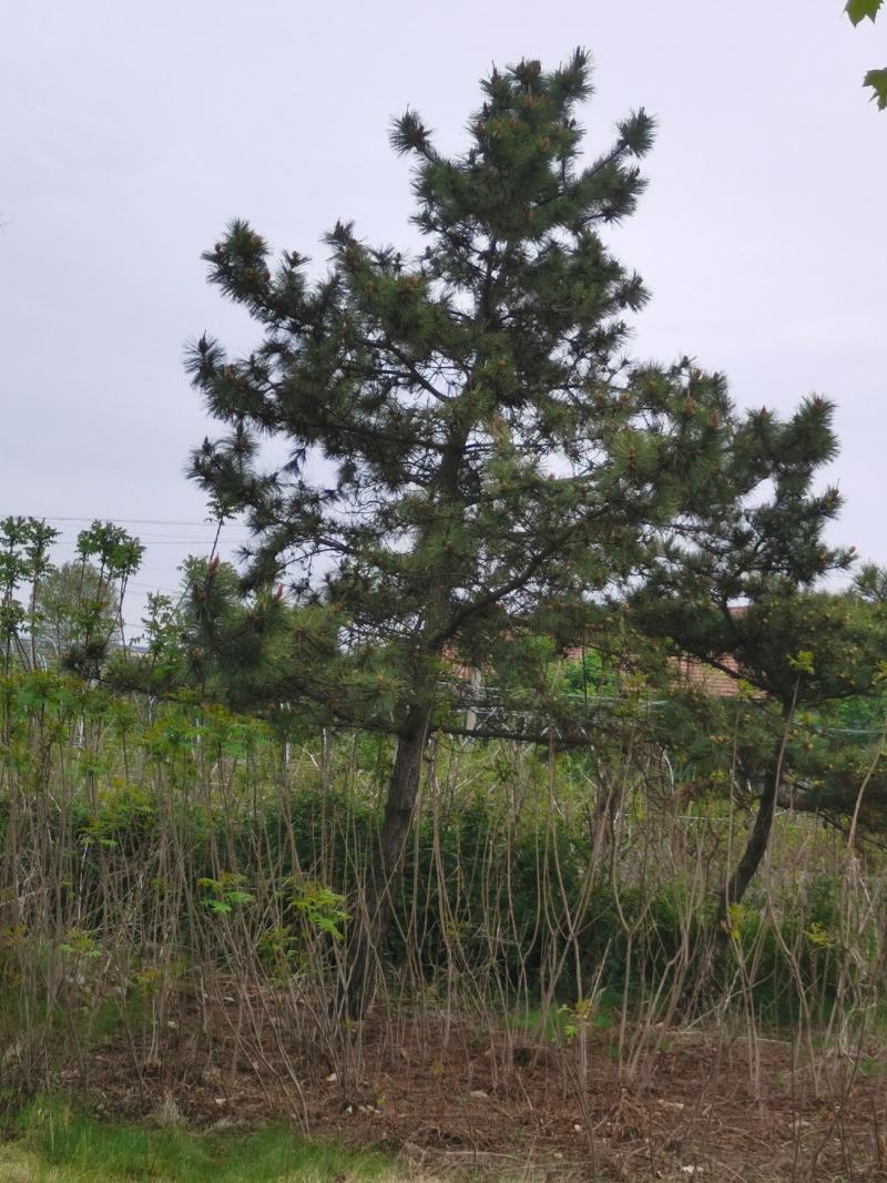 供应黑松8—20公分