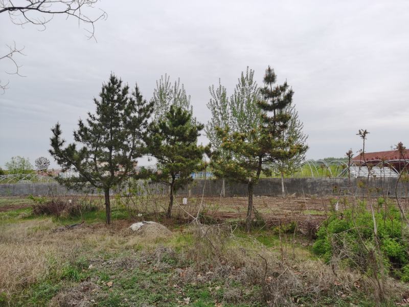 供应黑松8—20公分