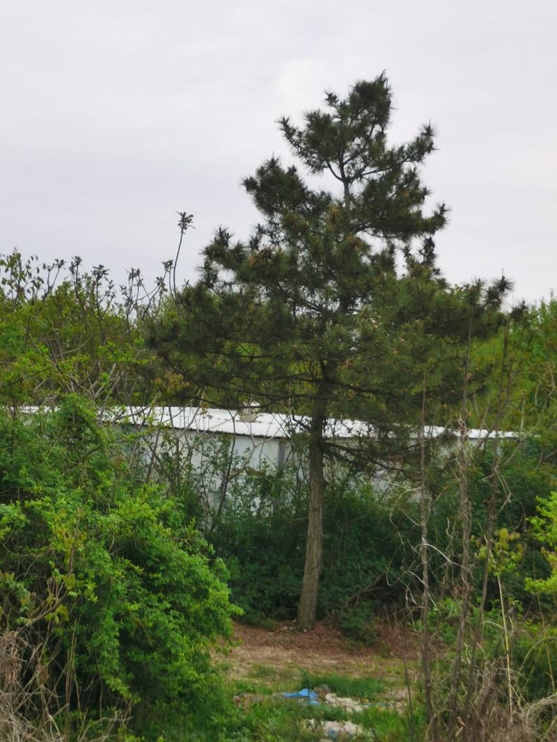 供应黑松8—20公分