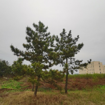 供应黑松8—20公分