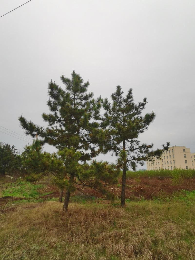 供应黑松8—20公分