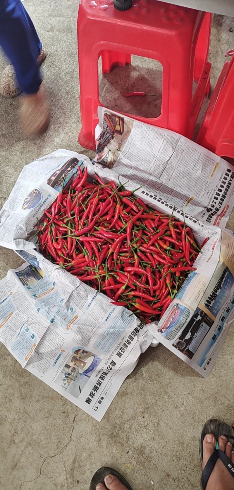 小米辣