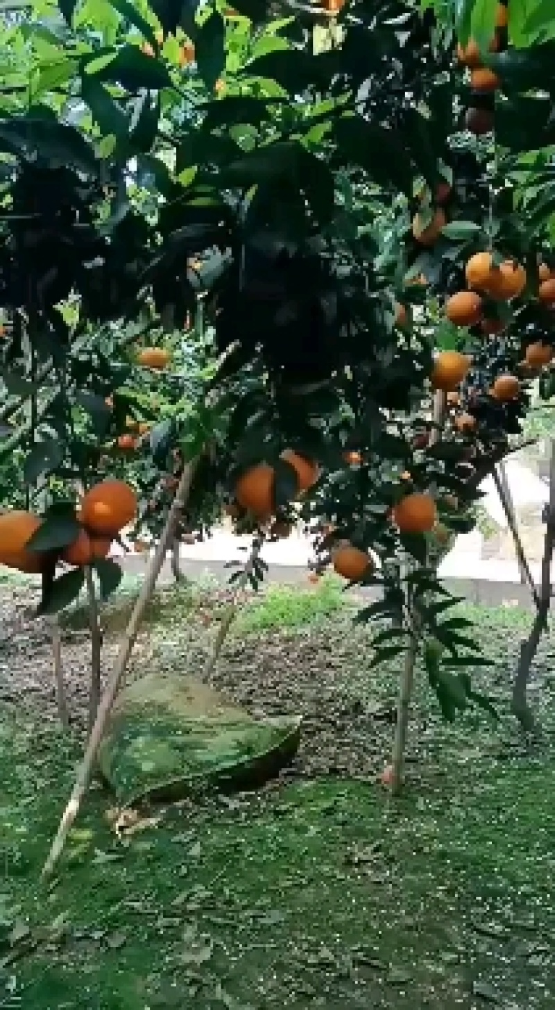 沃柑无冻伤昨天刚下树新鲜带叶无冻伤干水的全部挑过的，有个