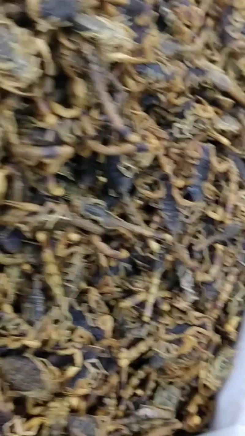 蝎子！大货批发一手货源！品质好价格优规格齐全价格优！