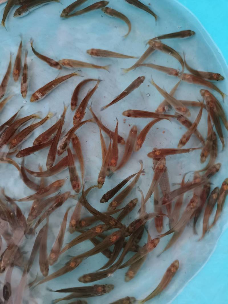 本场只做优质鲈鱼，全训好料，抗病历强，成信第一