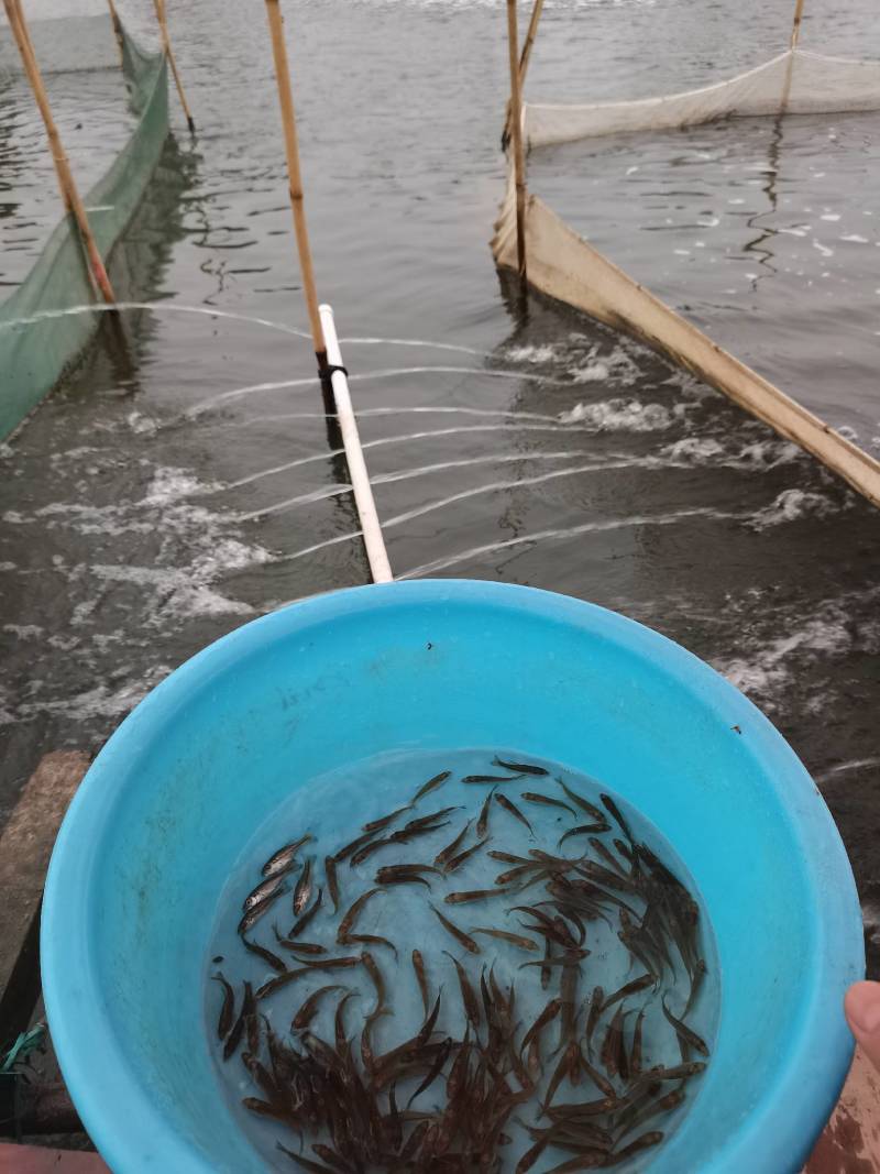 本场只做优质鲈鱼，全训好料，抗病历强，成信第一