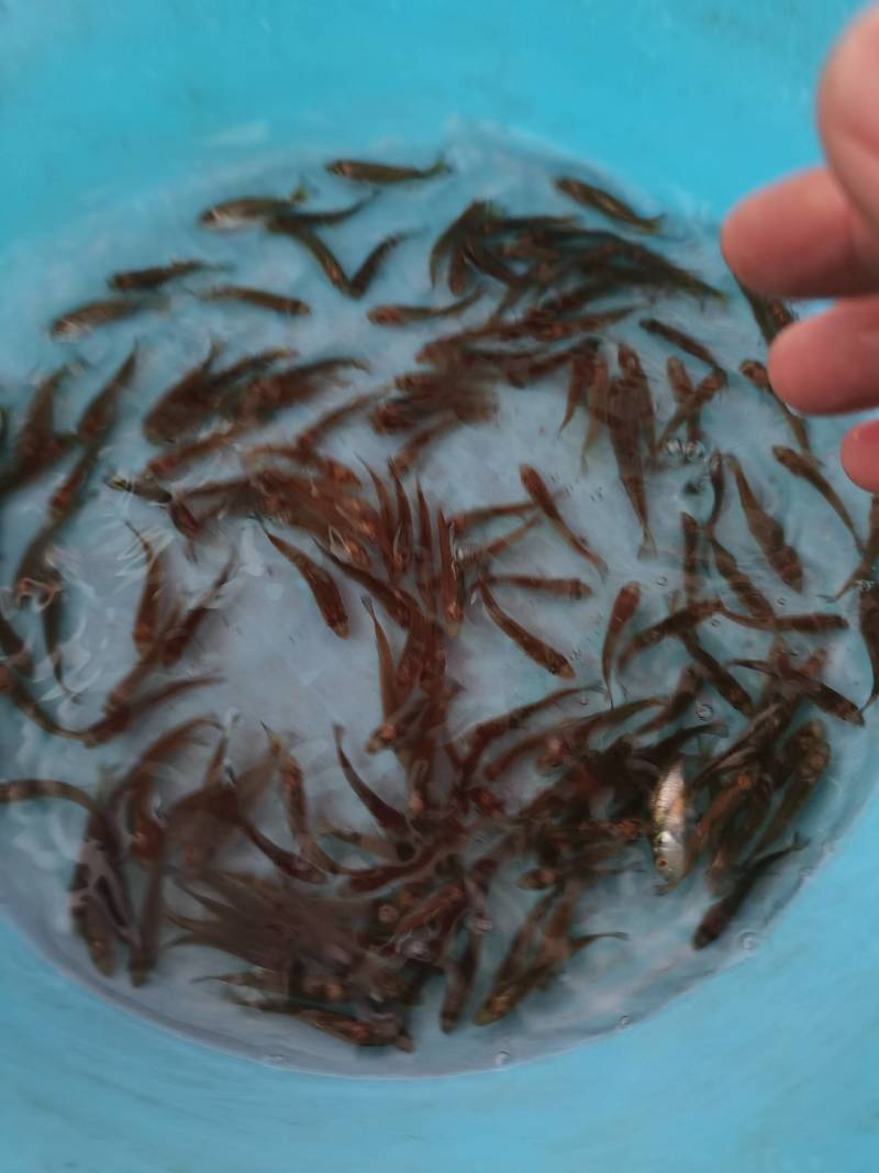 本场只做优质鲈鱼，全训好料，抗病历强，成信第一