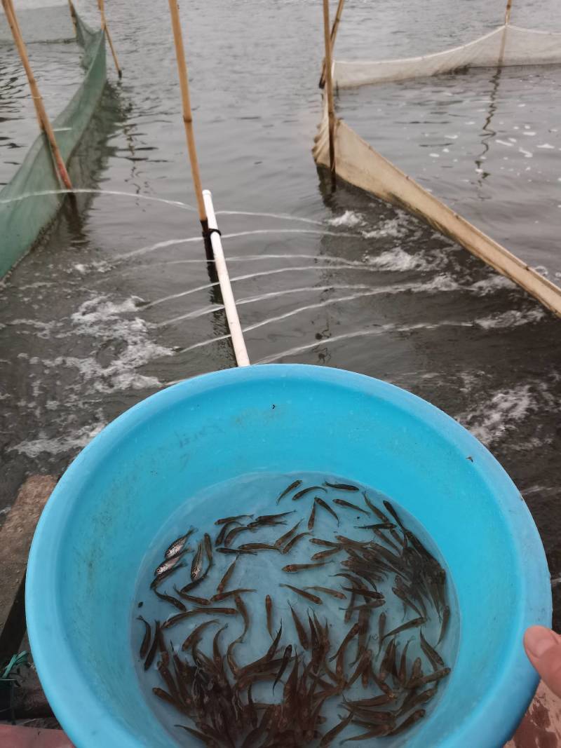 本场只做优质鲈鱼，全训好料，抗病历强，成信第一