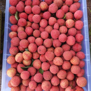 桂味荔枝六月二十号过后开始啦
