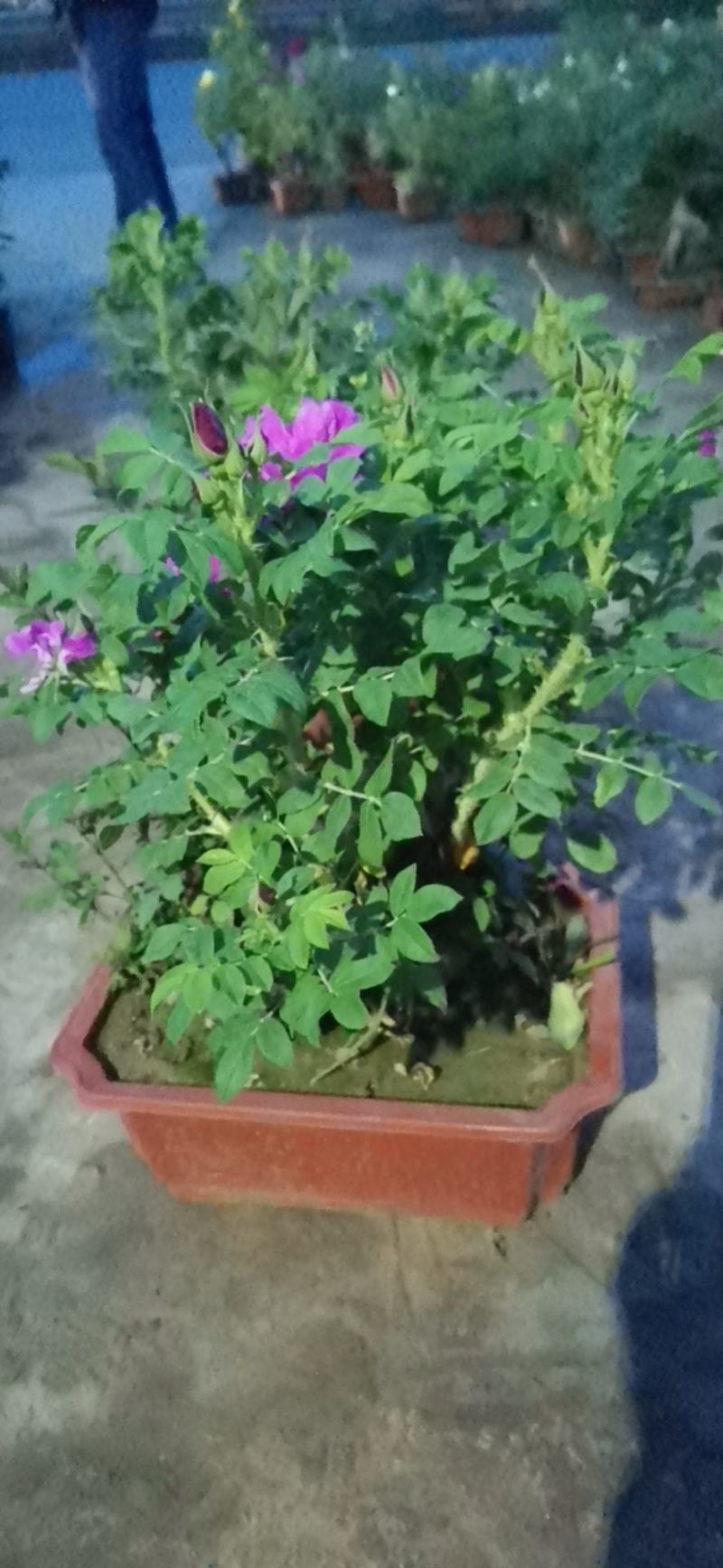 可食用观赏玫瑰老桩玫瑰