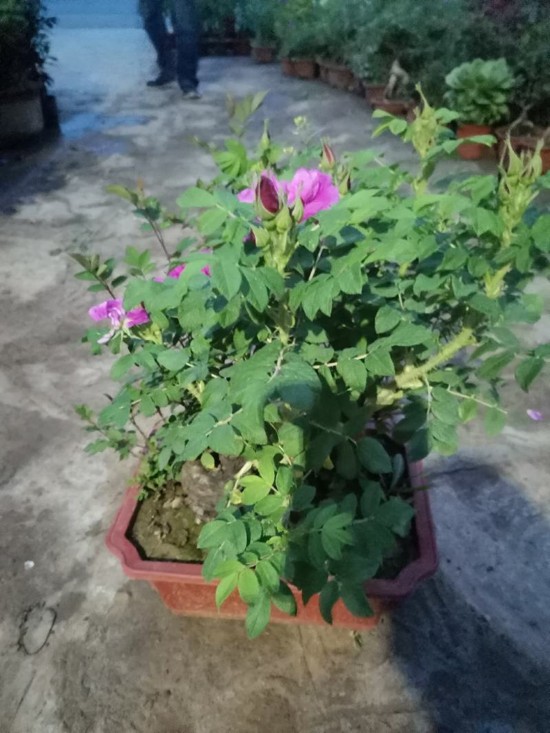 可食用观赏玫瑰老桩玫瑰