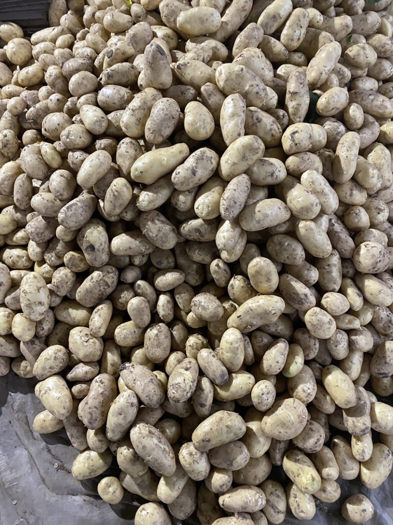 山东聊城万亩冷棚土豆大量上市中。供应量大价格便宜