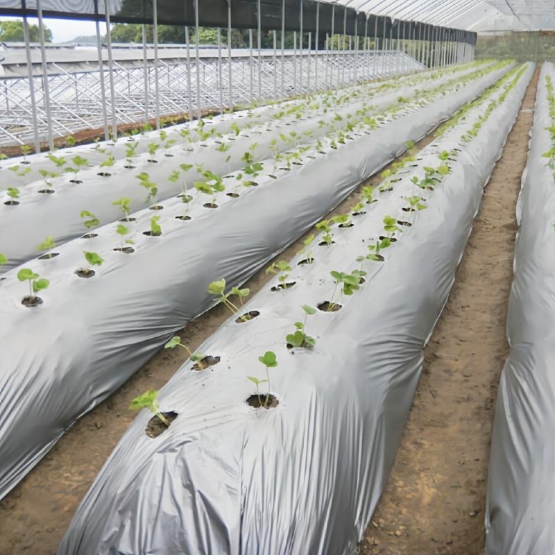 【地膜】银黑双色反光防草地膜果蔬瓜菜苗木花卉药材专用地膜