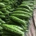 珍珠苦瓜大量上市……………………………………………………