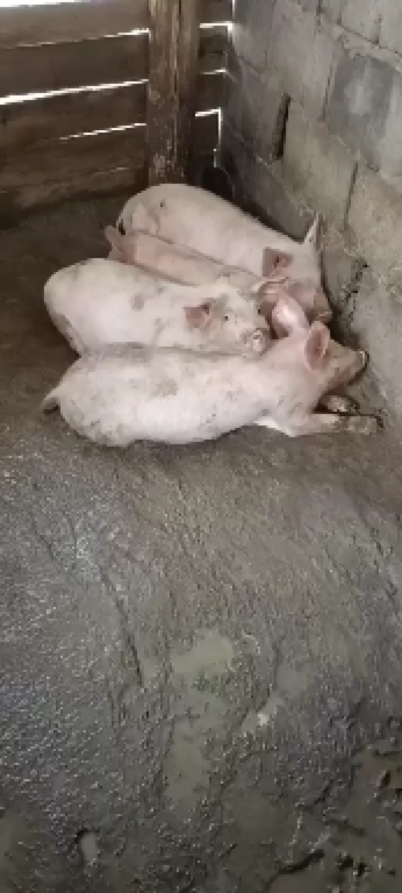 长白小猪