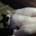 长白小猪