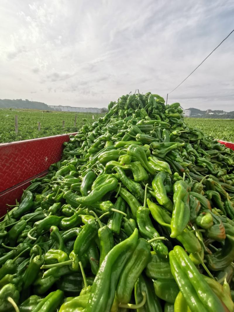 【基地现摘易保存】四川遂宁青椒薄皮椒量大从优！