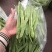 徐州芸豆，物美价廉，货源充足，欢迎老板选购！