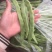 徐州芸豆，物美价廉，货源充足，欢迎老板选购！