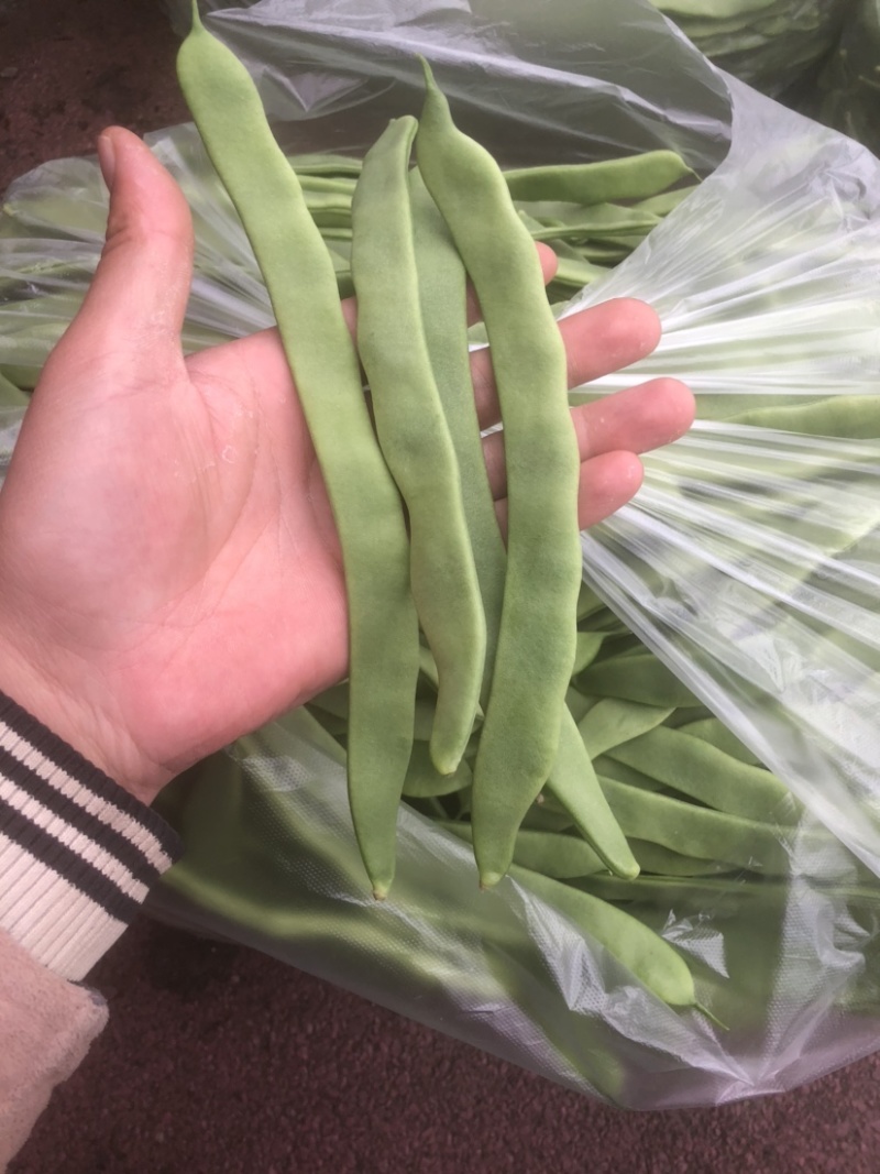 徐州芸豆，物美价廉，货源充足，欢迎老板选购！